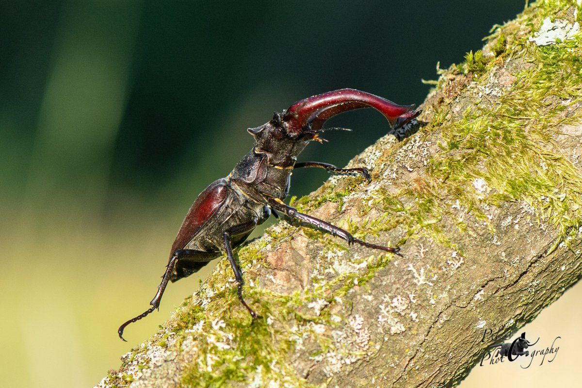 Hirschkäfer (Lucanus cervus)