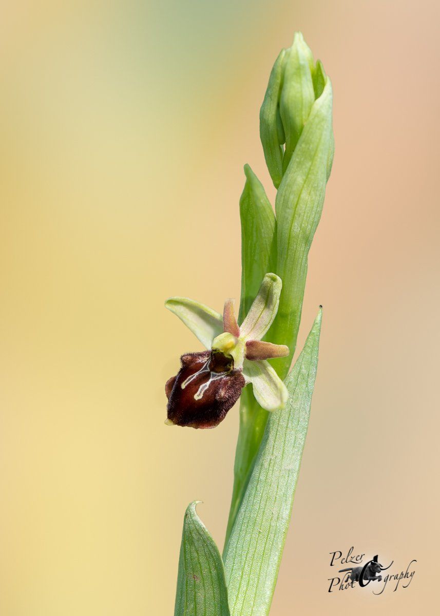 Kleine Spinnen-Ragwurz (Ophrys araneola)