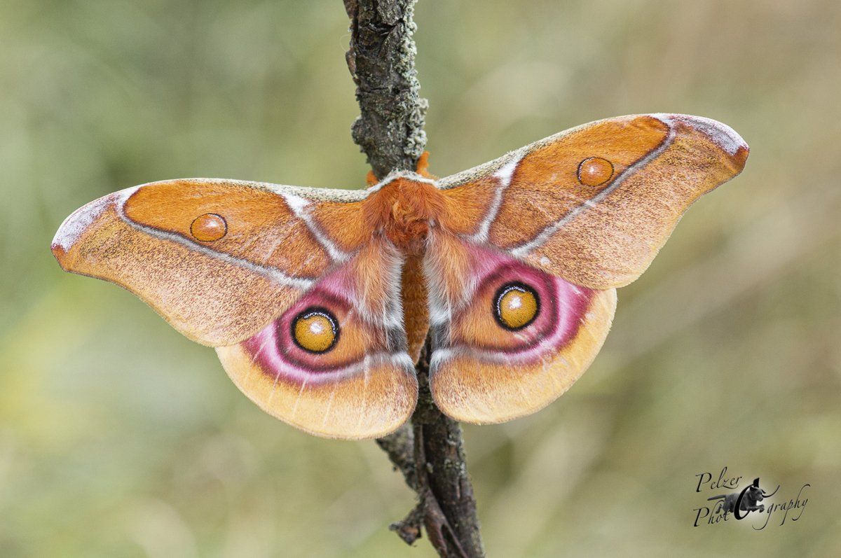 Madagaskar Kaiserspinner (Antherina suraka suraka)