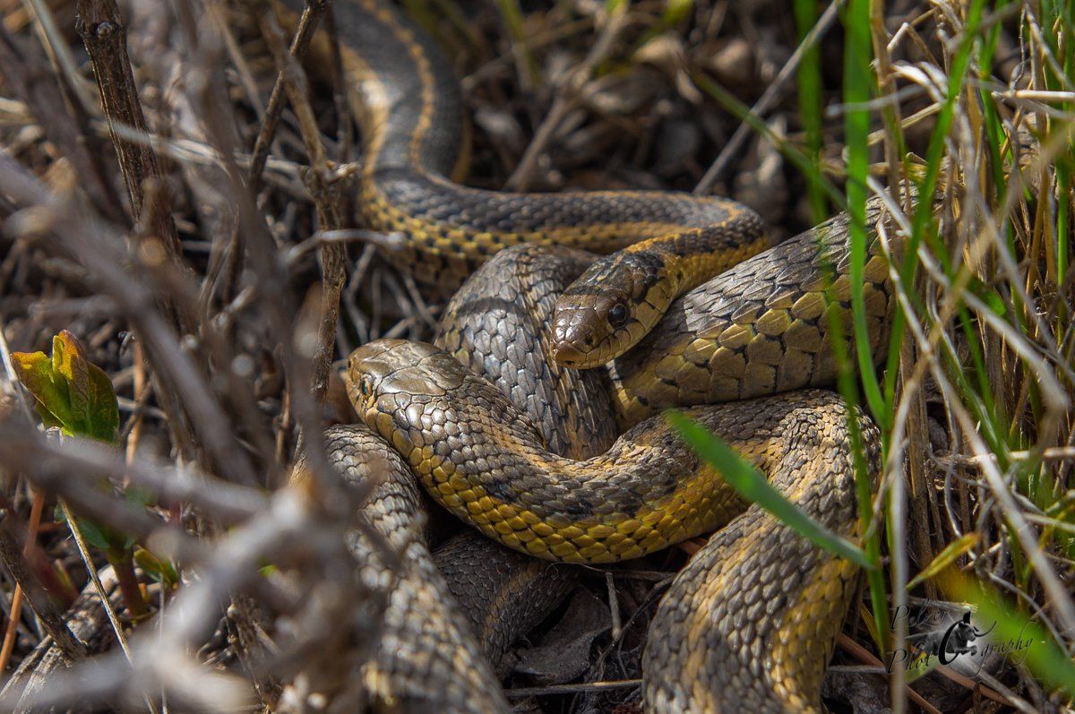 Prärie-Strumpfbandnattern (Thamnophis radix)