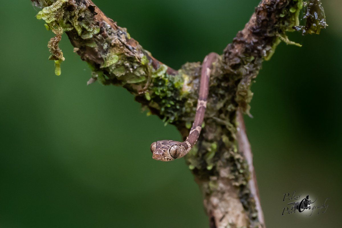 Riesennatter (Imantodes cenchoa)