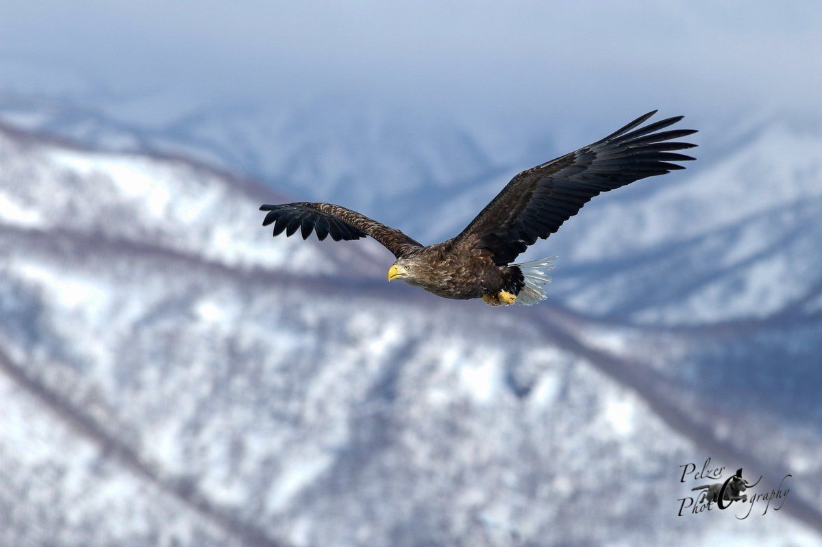Seeadler (Haliaeetus albicilla)