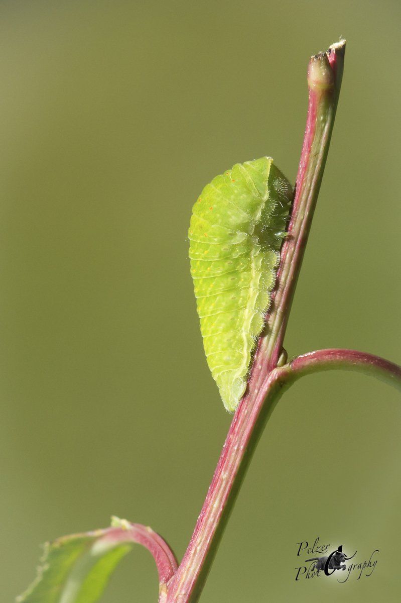 Segelfalter (Iphiclides podalirius)