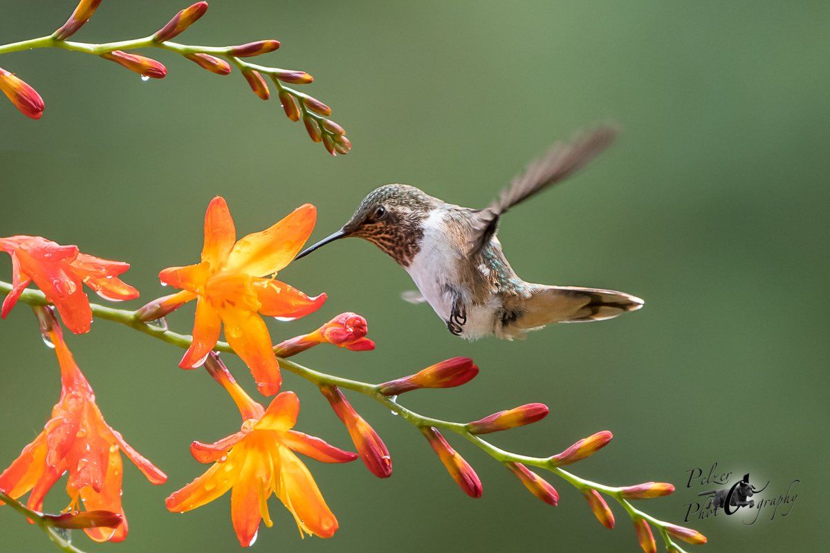 Vulkanelfe (Selasphorus flammula torridus)
