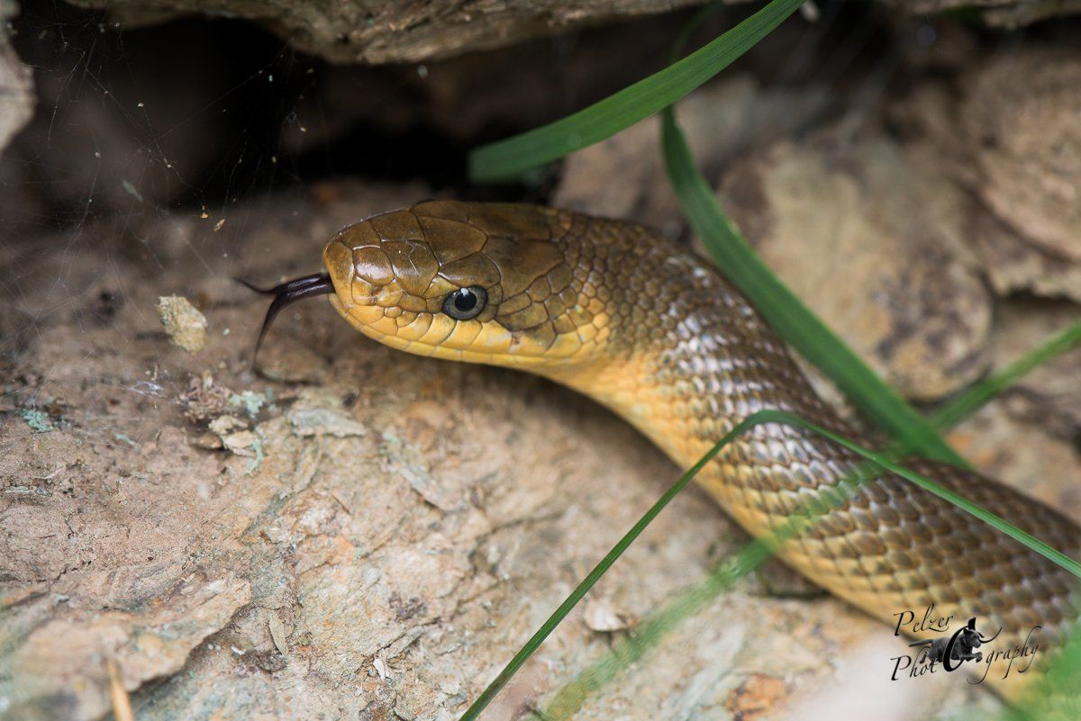 Äskulapnatter (Zamenis longissimus)