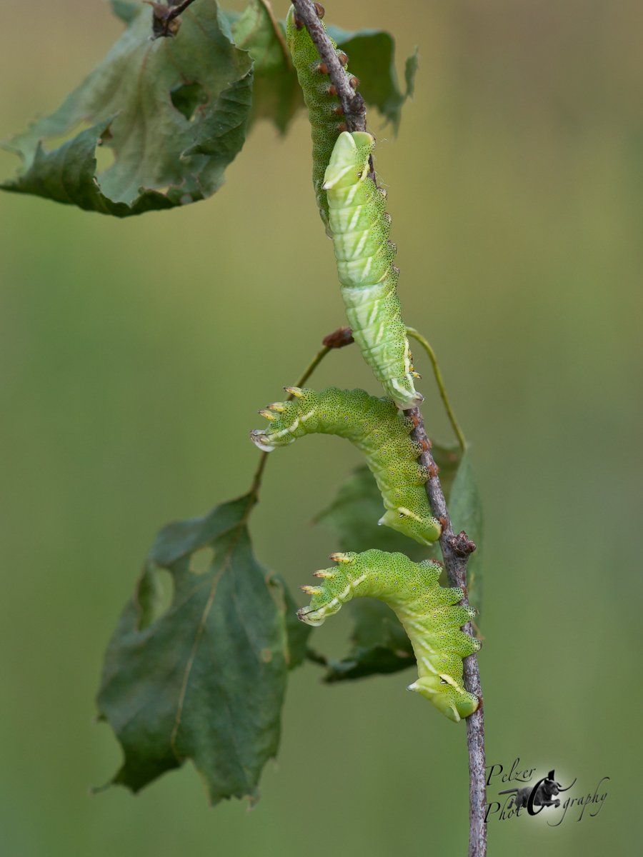 Birkenspinner (Endromis versicolora)