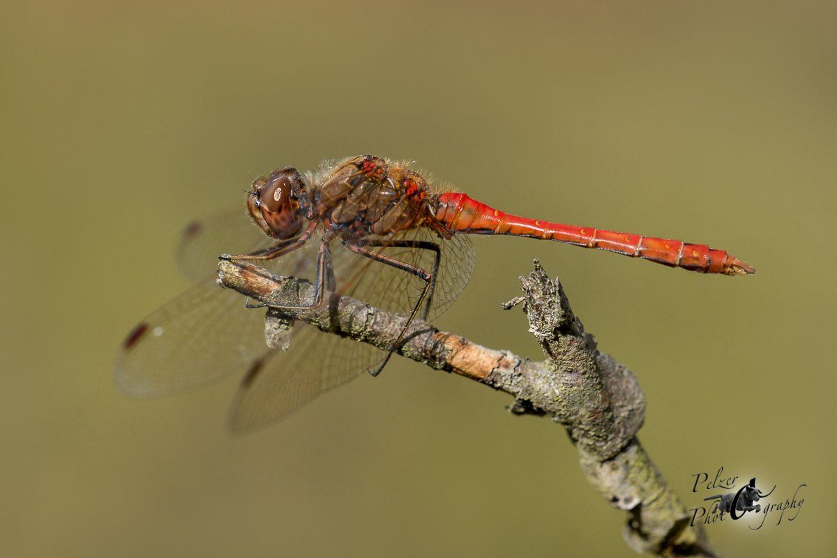 Gemeine Heidelibelle (Sympetrum vulgatum)