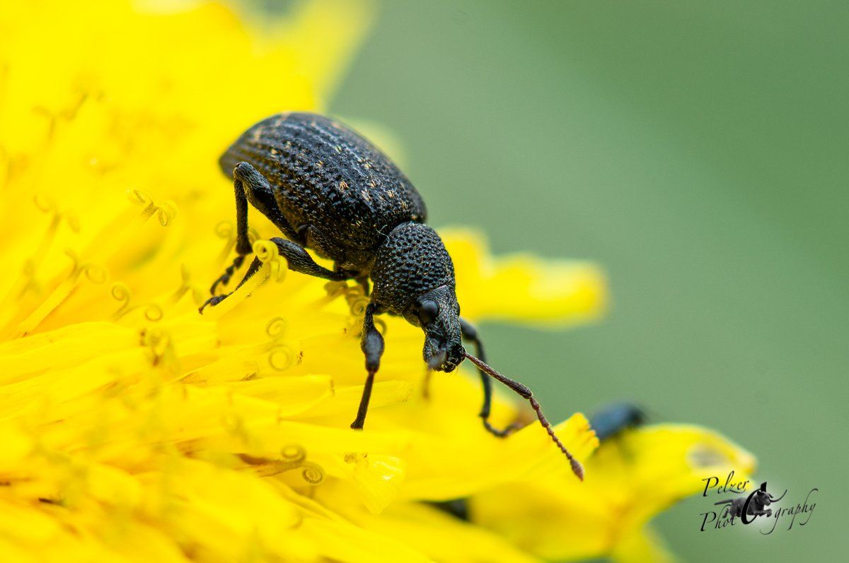 Großer Brauner Rüsselkäfer (Hylobius abietis