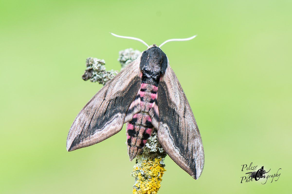 Labkrautschwärmer (Hyles gallii)