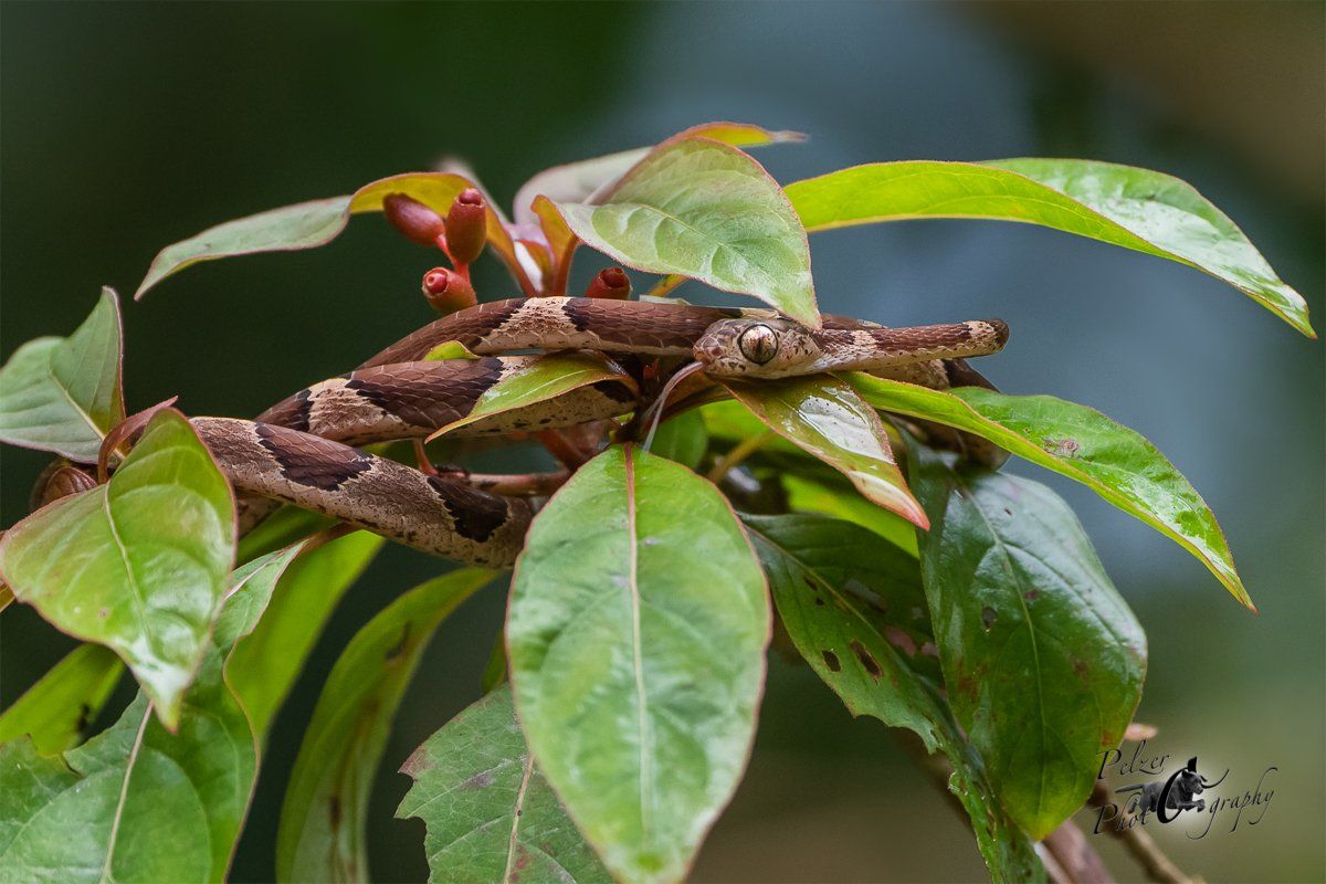 Riesennatter (Imantodes cenchoa)
