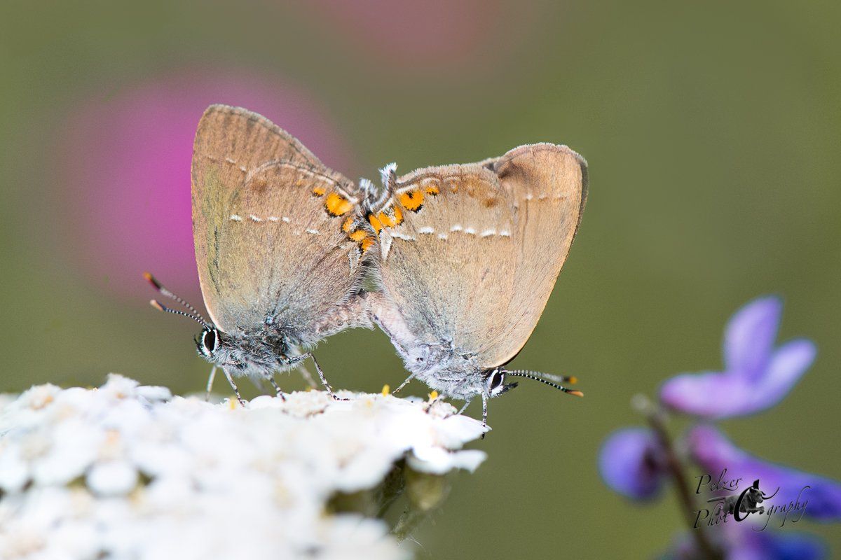 Akazien Zipfelfalter (Satyrium acaciae)