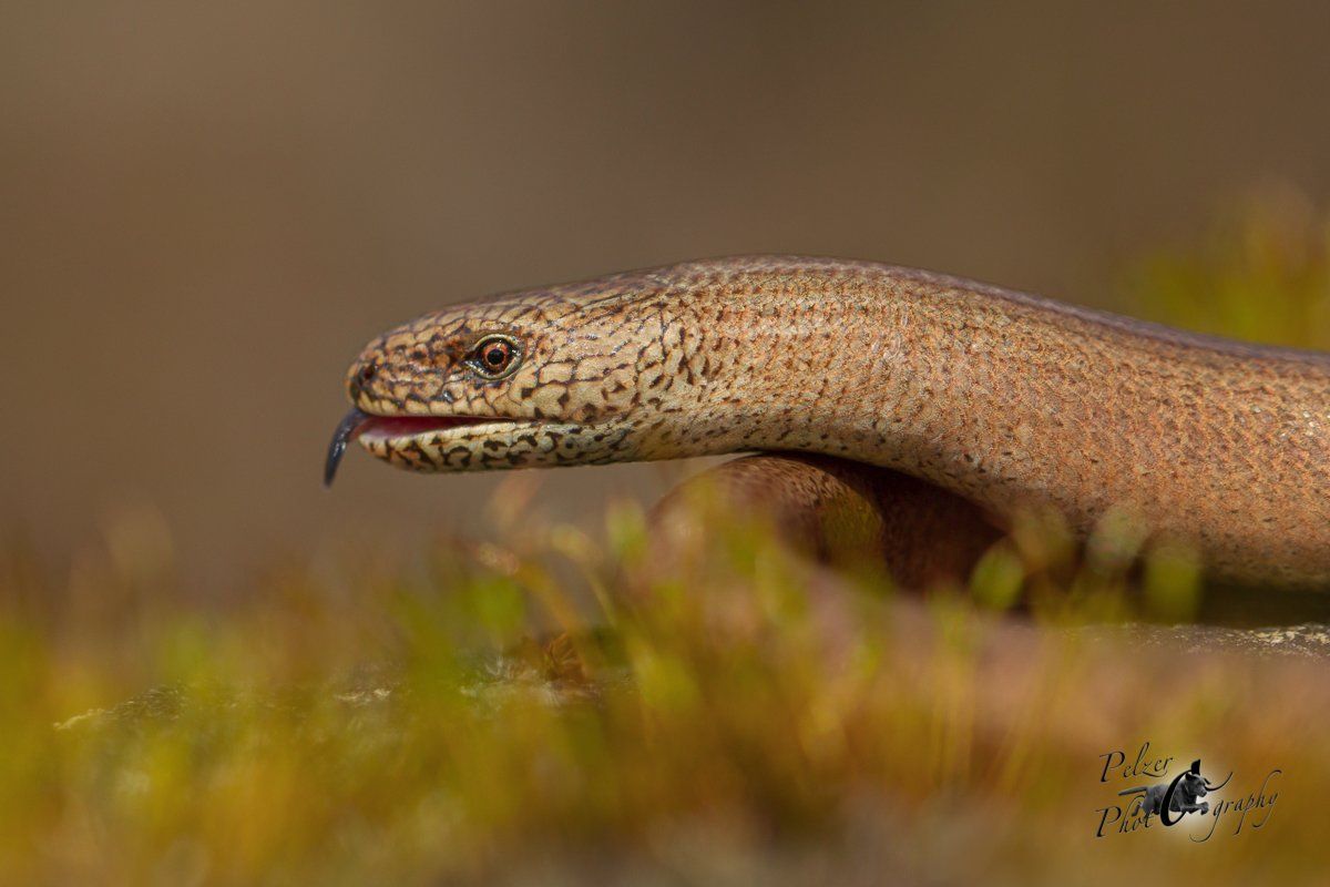 Blindschleiche (Anguis fragilis)