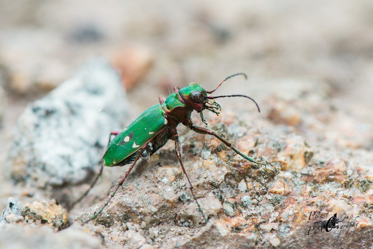 Feldsandläufer (Cicindela campestris)