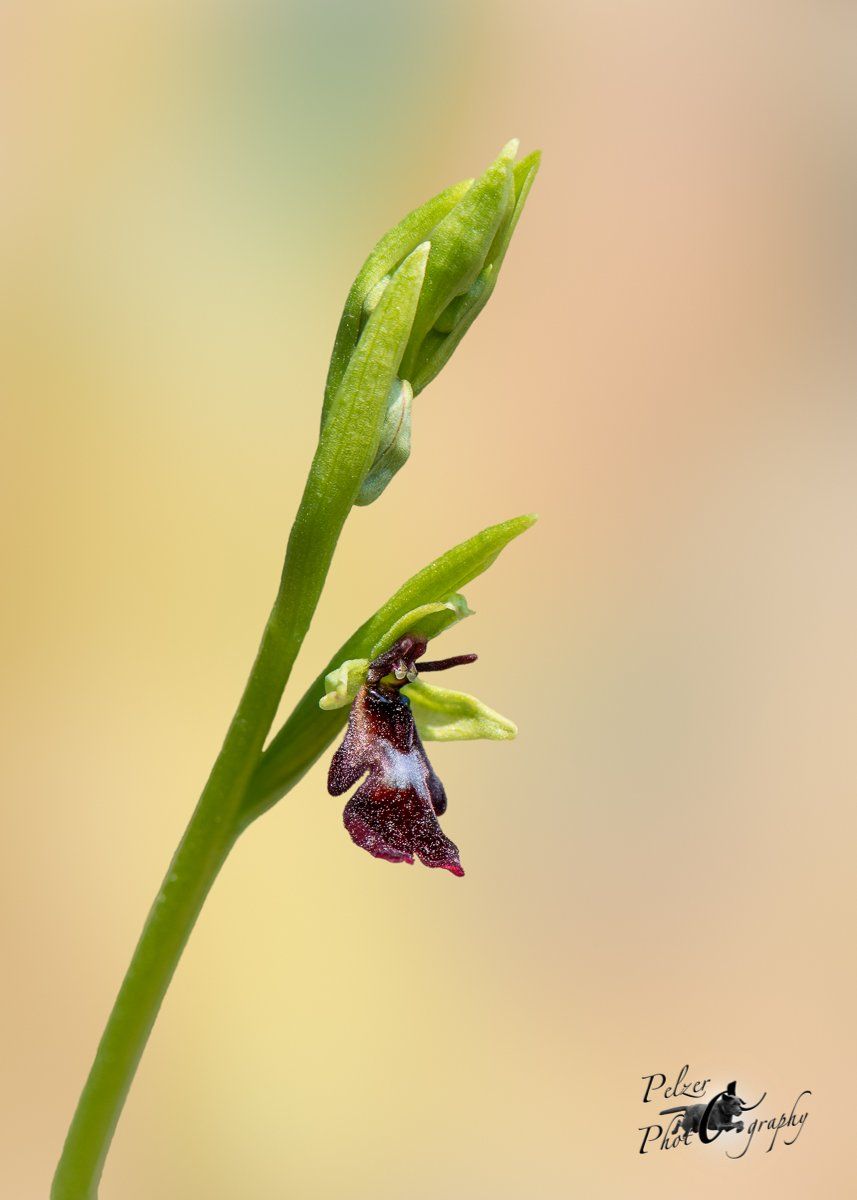 Fliegen-Ragwurz (Ophrys insectifera)