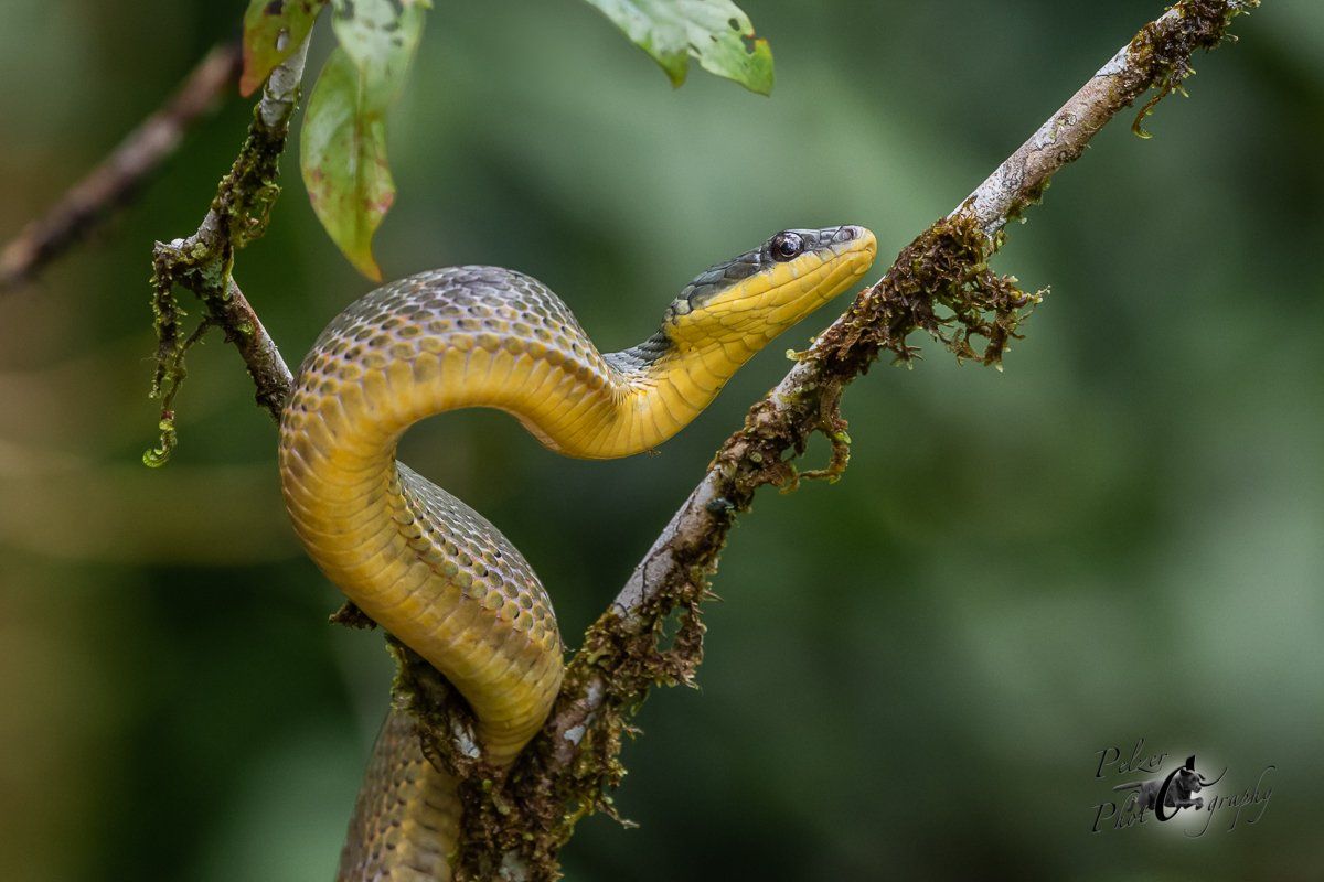 Gelbkehl–Zischnatter (Pseustes sulphureus)