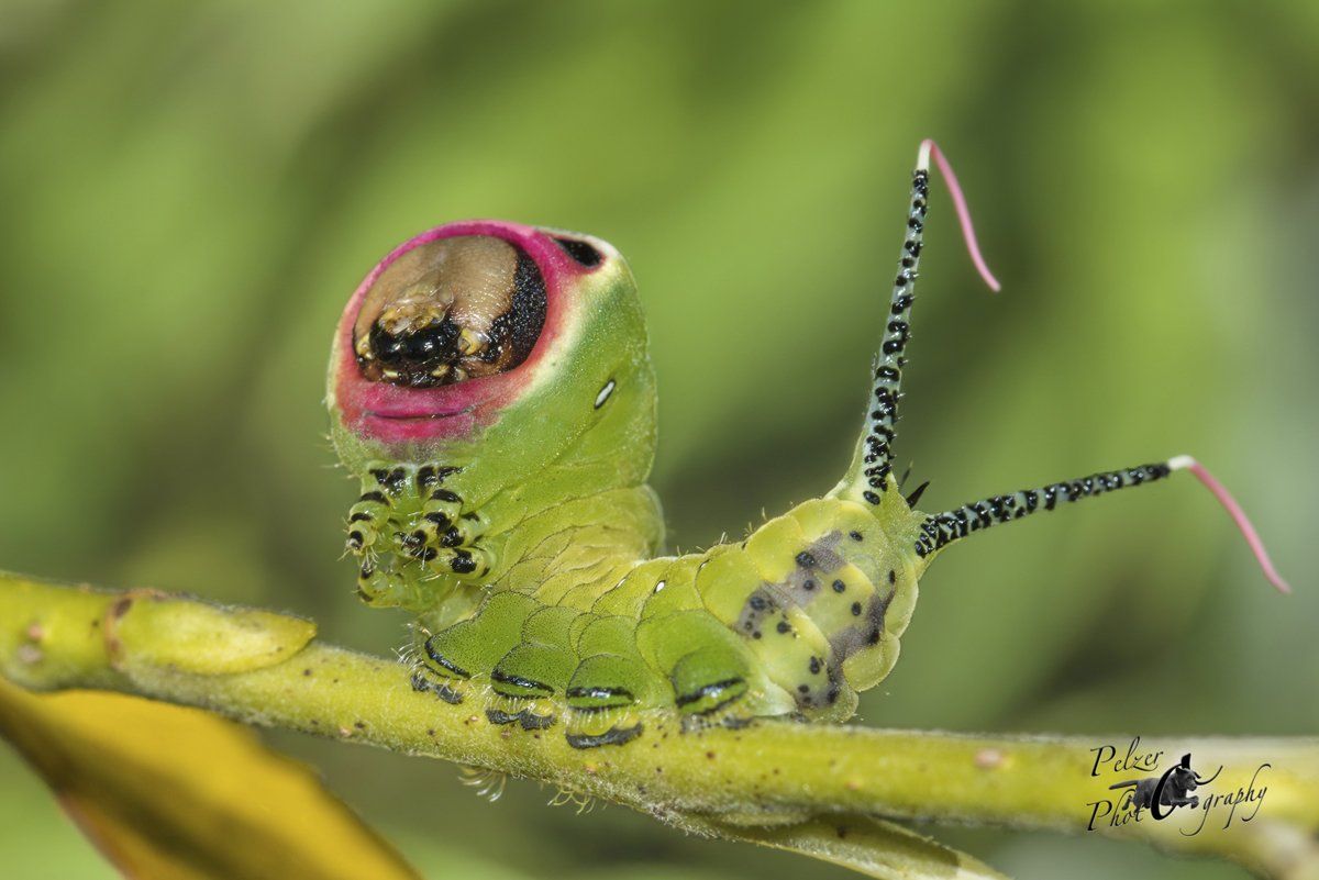 Großer Gabelschwanz (Cerura vinula)