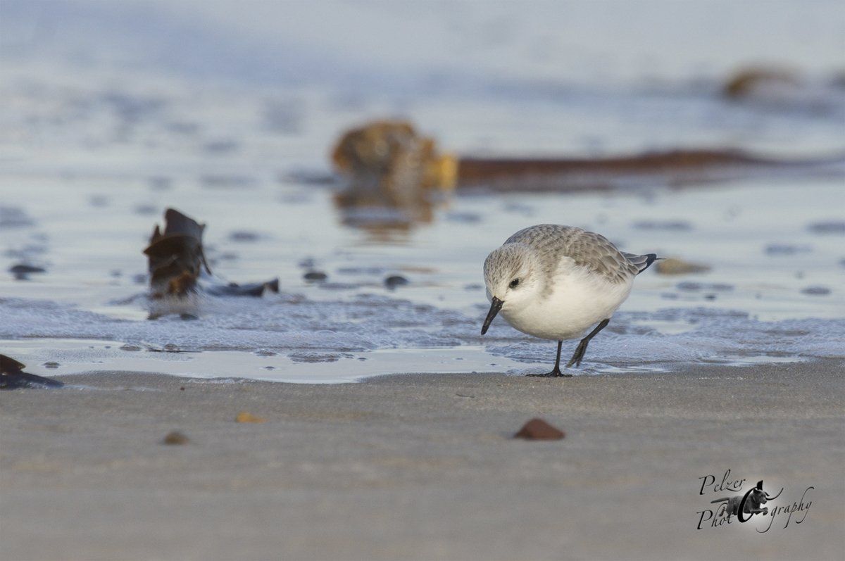Helgoland Sanderling (Calidris alba)