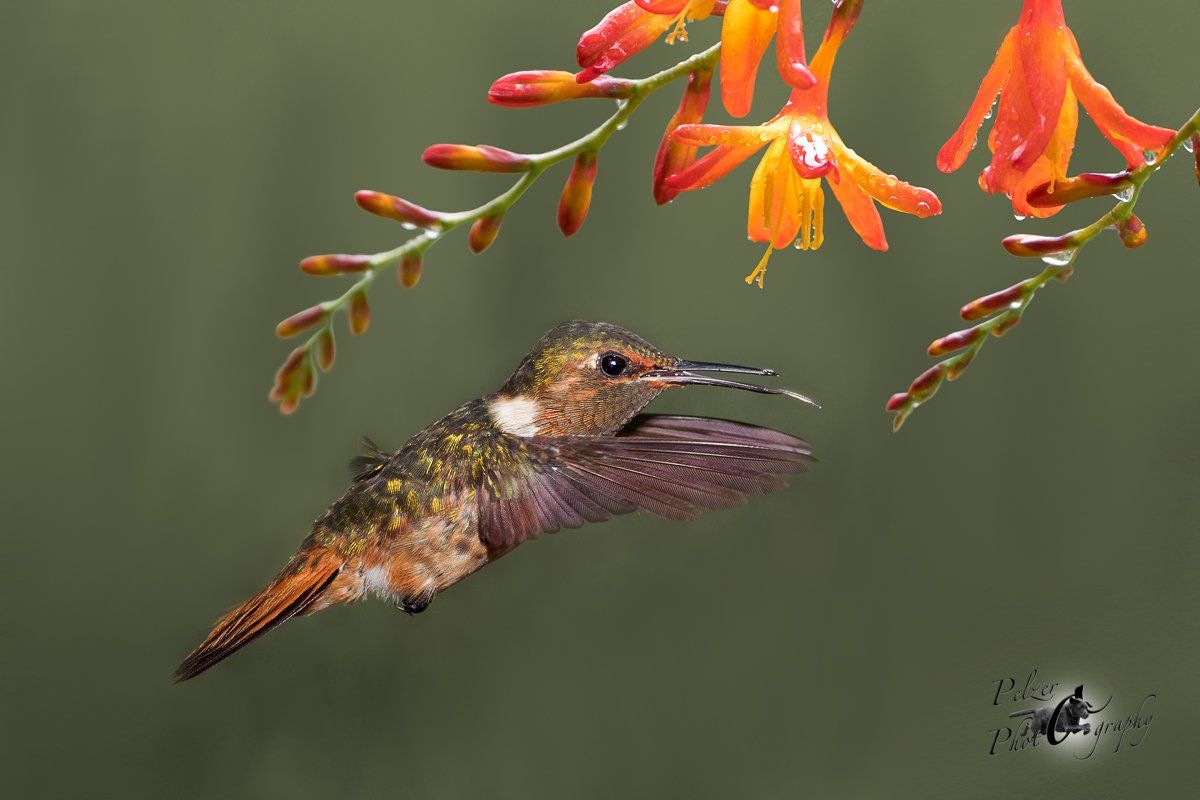 Orangekehlelfe (Selasphorus scintilla)