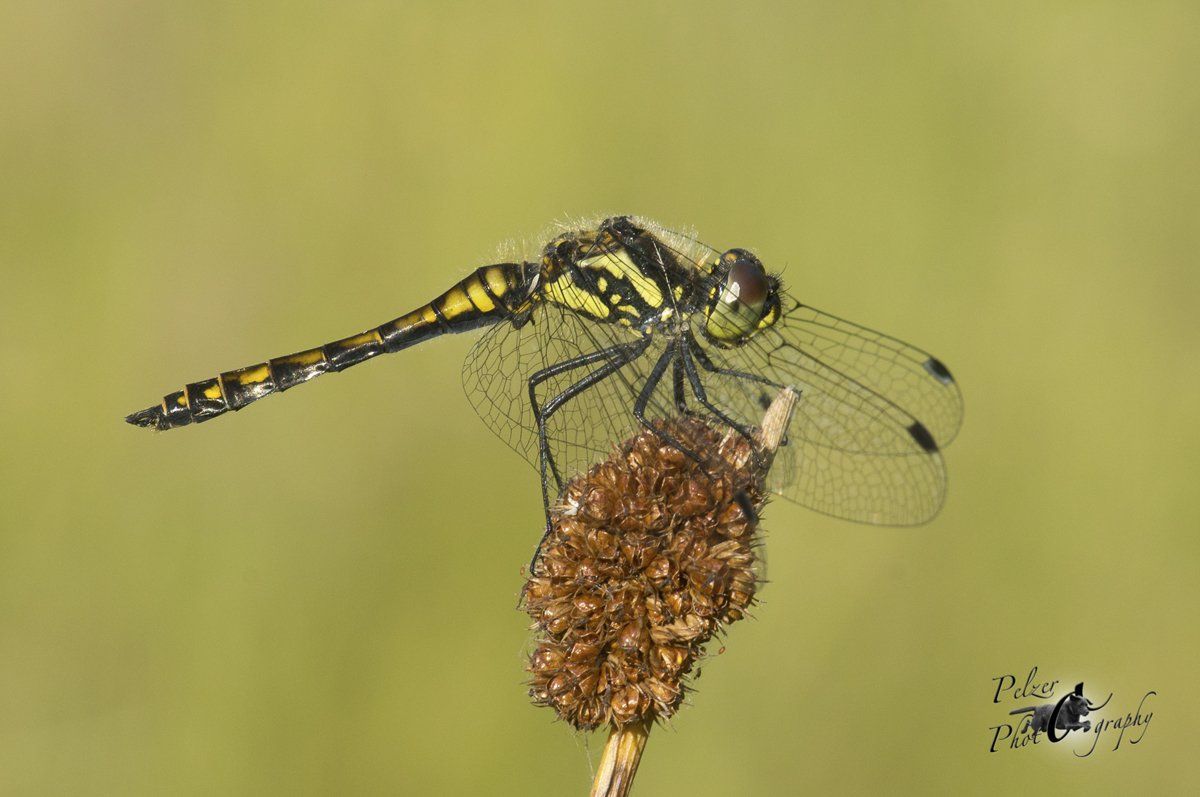 Schwarze Heidelibelle (Sympetrum danae)