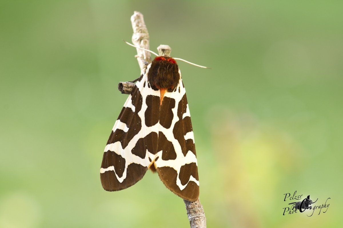 Brauner Bär (Arctia caja)