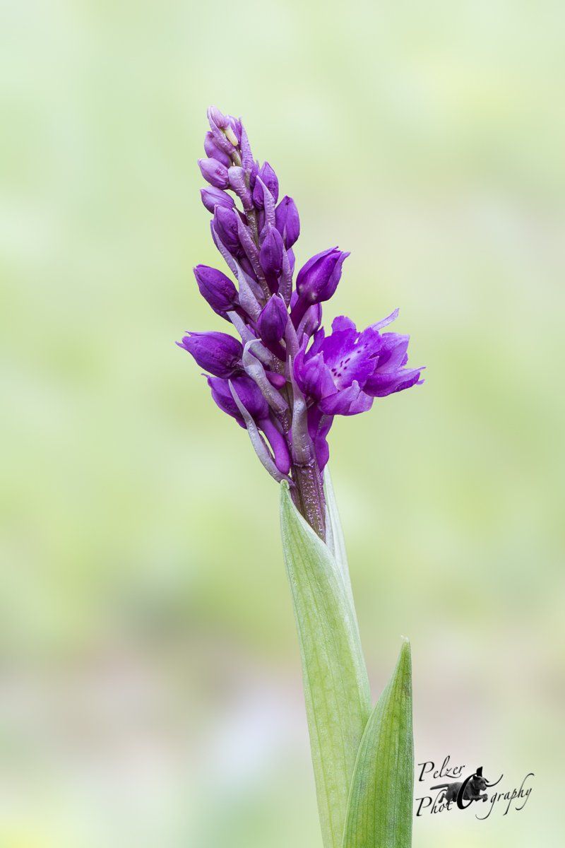 Manns-Knabenkraut (Orchis mascula)