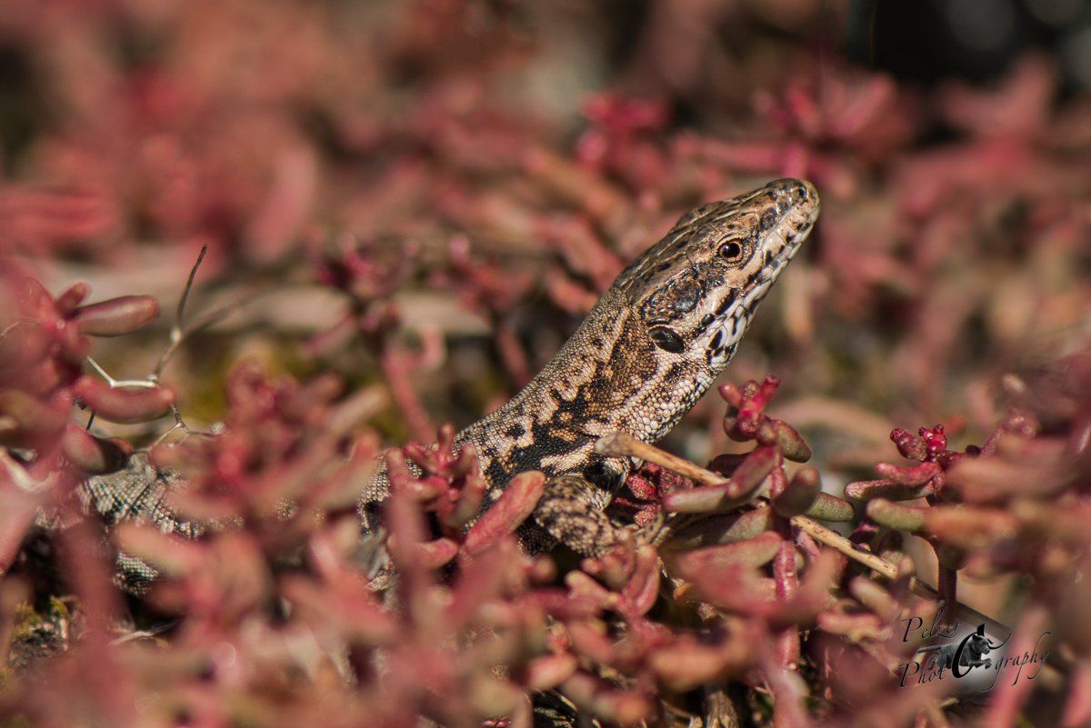 Mauereidechse (Podarcis muralis)