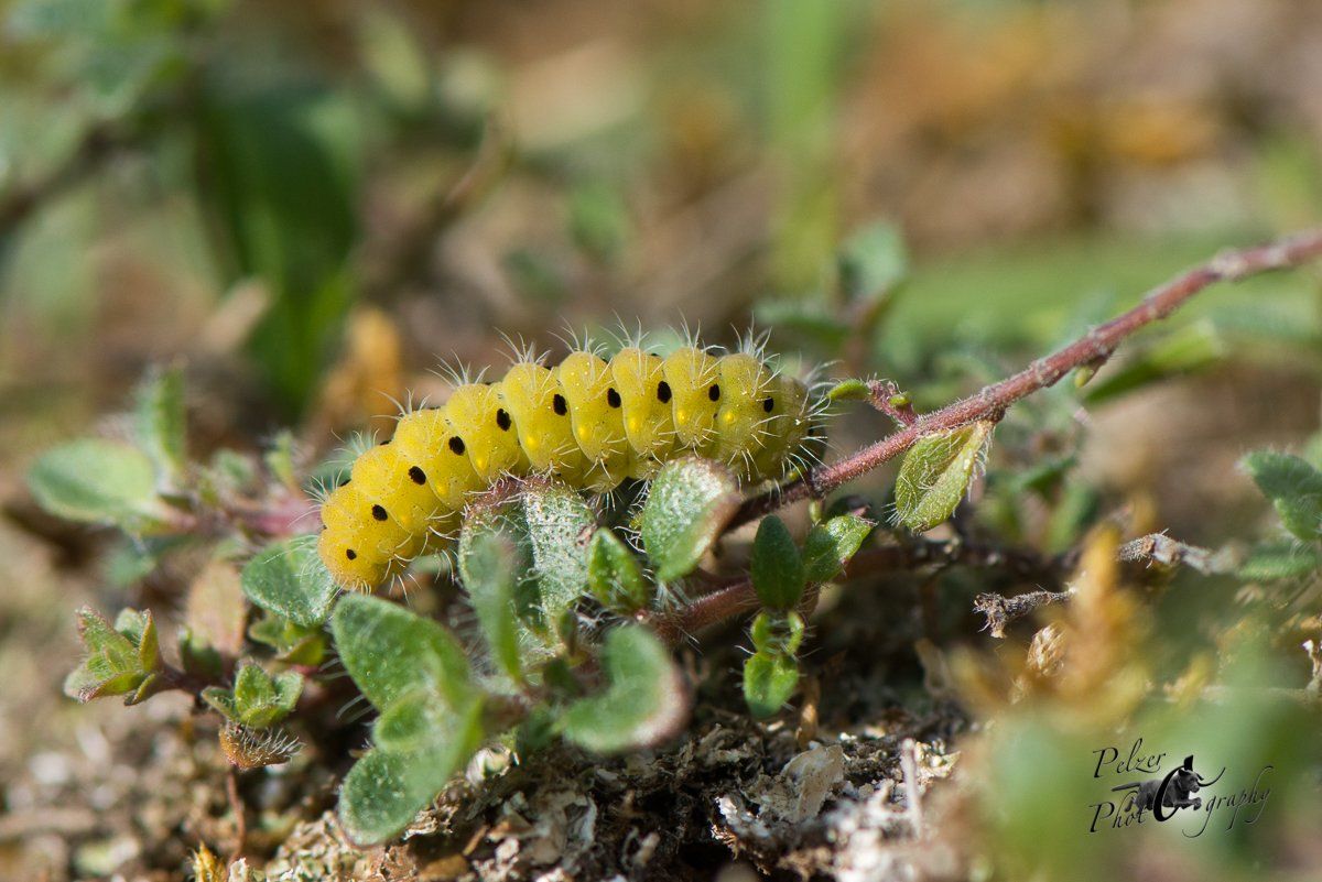Thymian-Widderchen (Zygaena purpuralis)