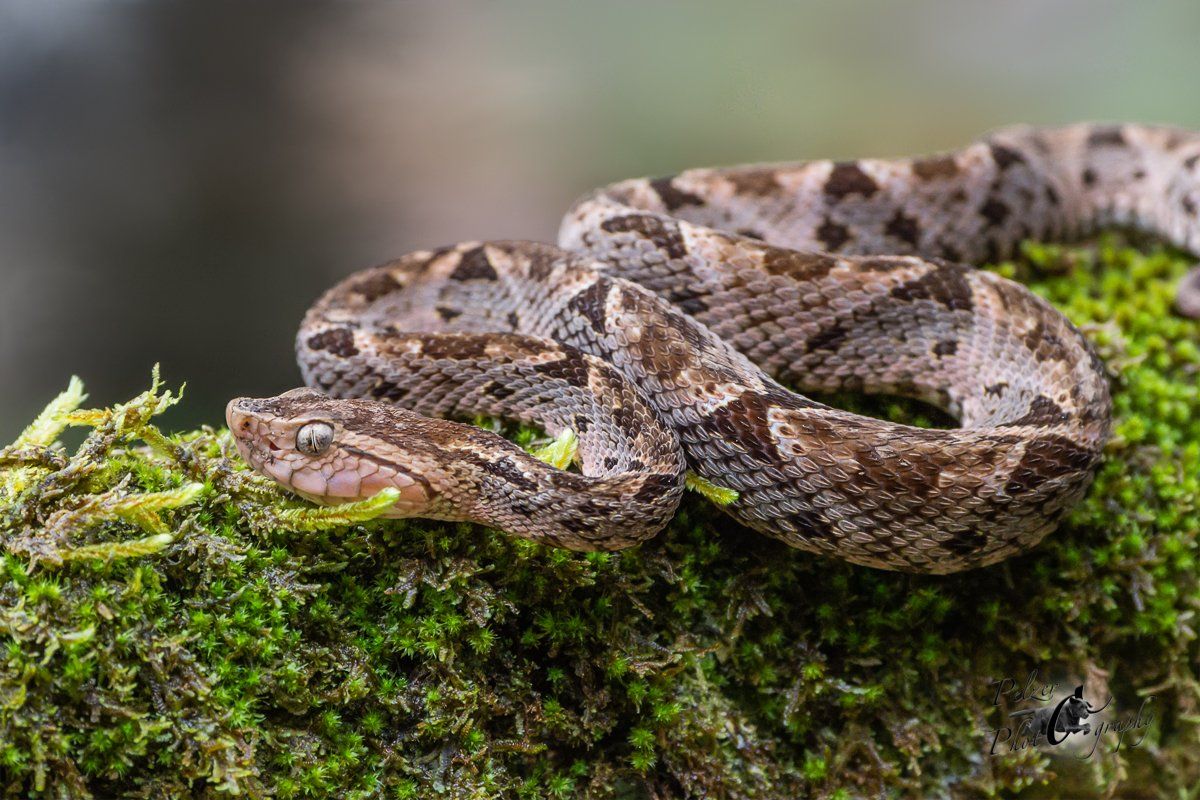 Weißschwanz-Stülpnasenotter (Porthidium porrasi)
