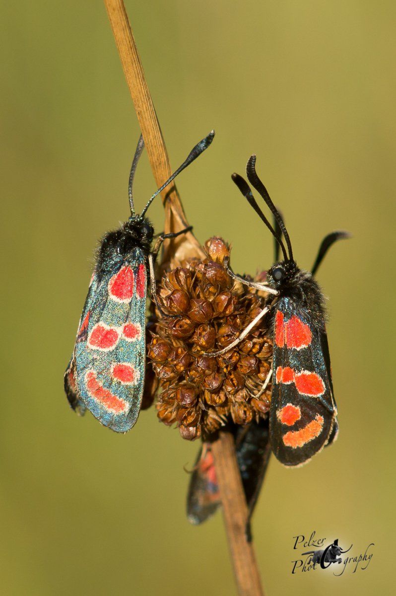 Esparsetten Widderchen (Zygaena carniolica)