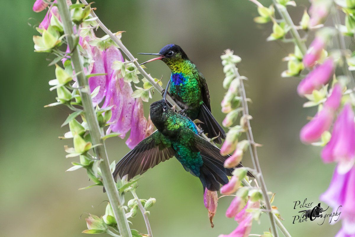 Feuerkehlkolibris (Panterpe insignis)