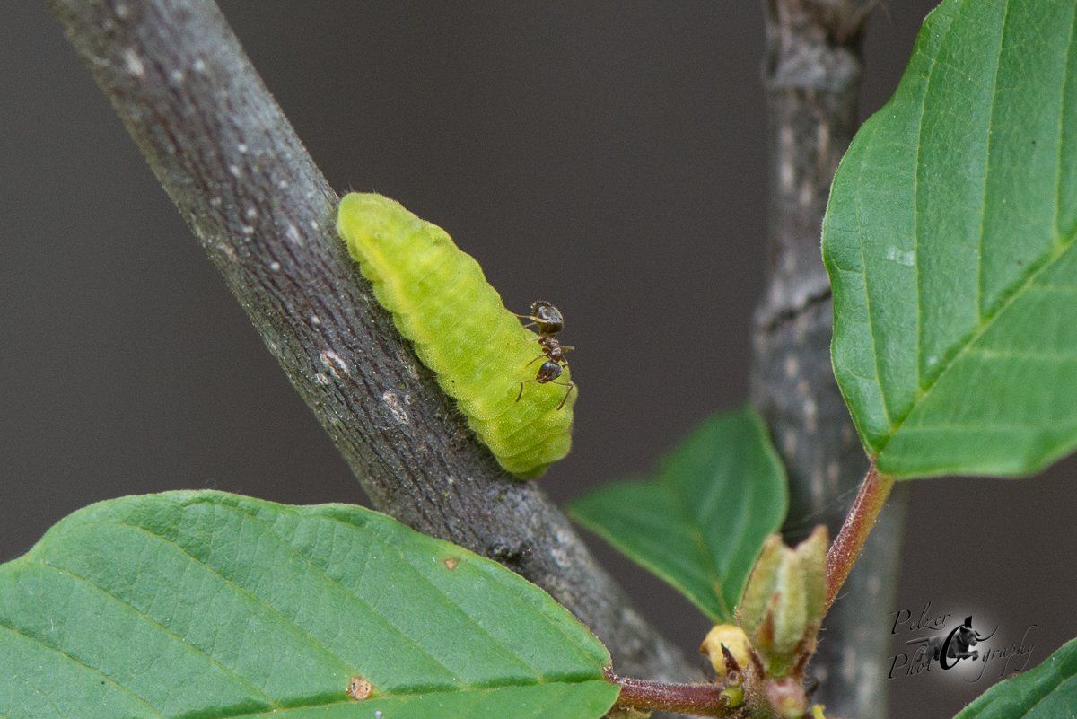 Grüner Zipfelfalter (Callophrys rubi)