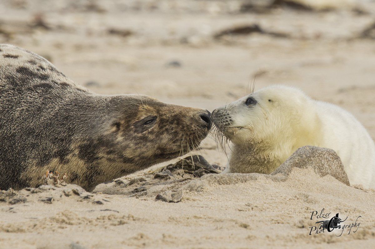 Helgoland Kegelrobbe (Halichoerus grypus)