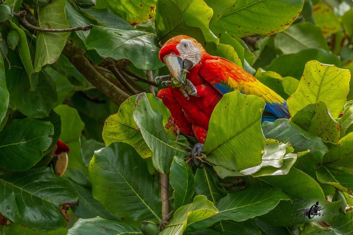 Hellroter Ara (Ara macao)