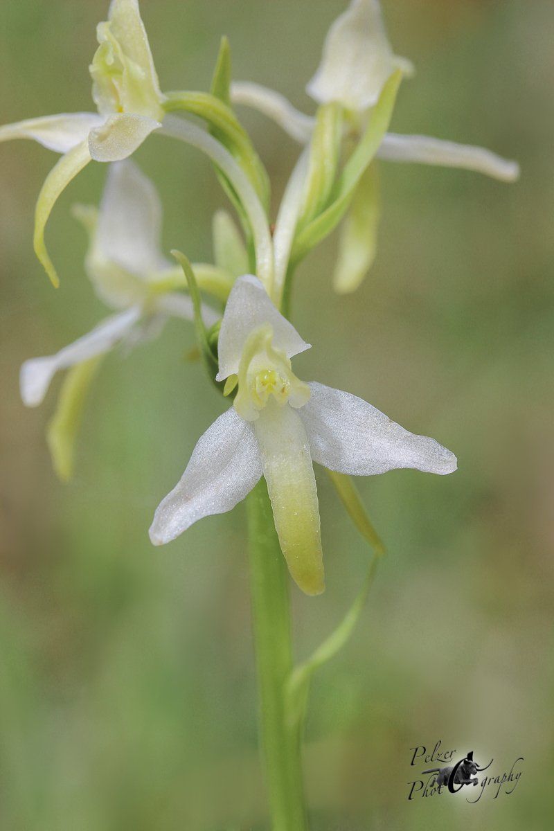 Zweiblättrige Waldhyazinthe (Platanthera bifolia)