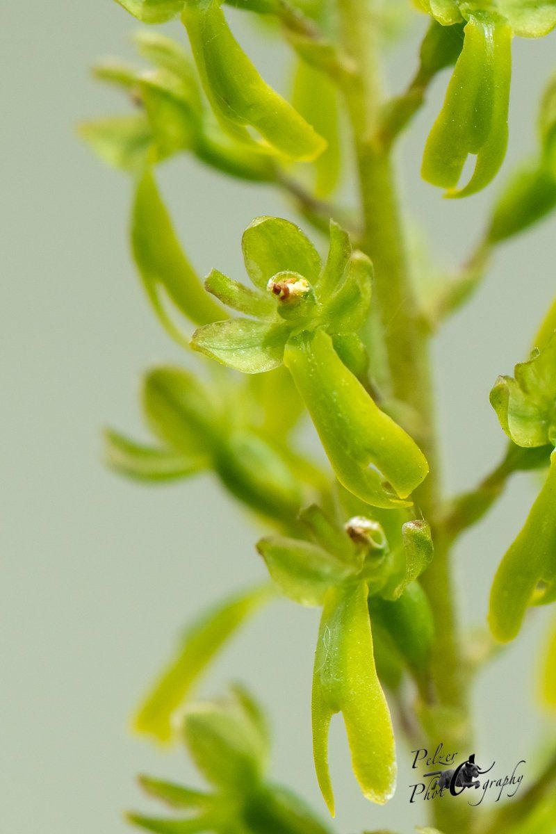 Großes Zweiblatt (Listera ovata)