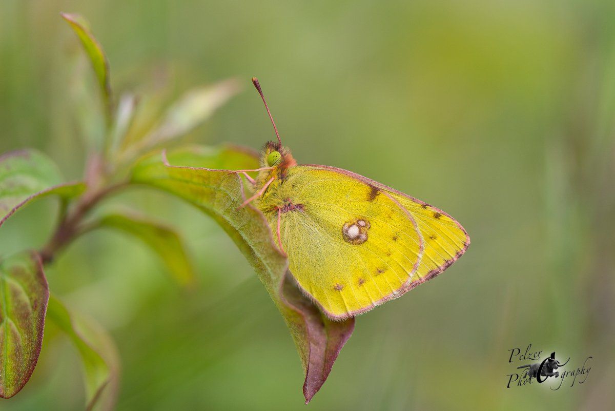 Hufeisenklee Gelbling (Colias alfacariensis)