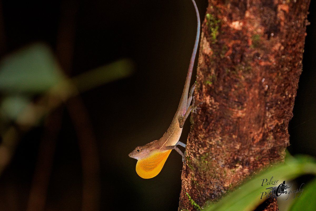 Osa Anole (Anolis osa)