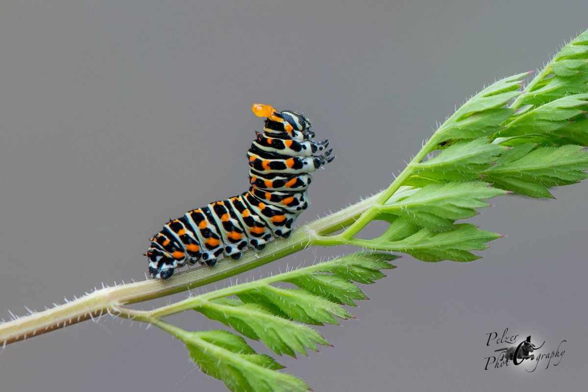 Schwalbenschwanz (Papilio machaon)
