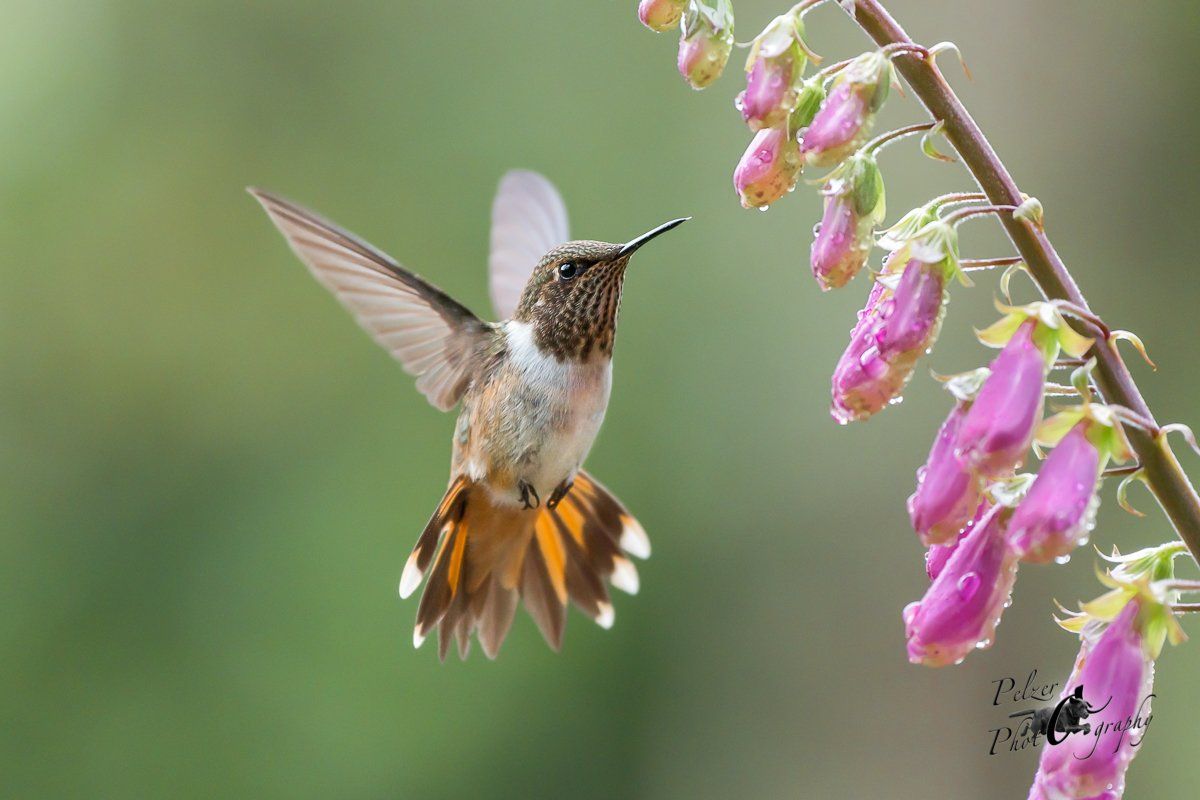 Vulkanelfe (Selasphorus flammula torridus)