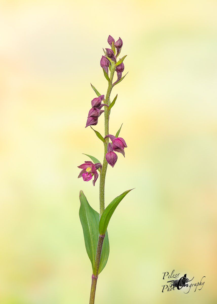 Braunrote Stendelwurz (Epipactis atrorubens)