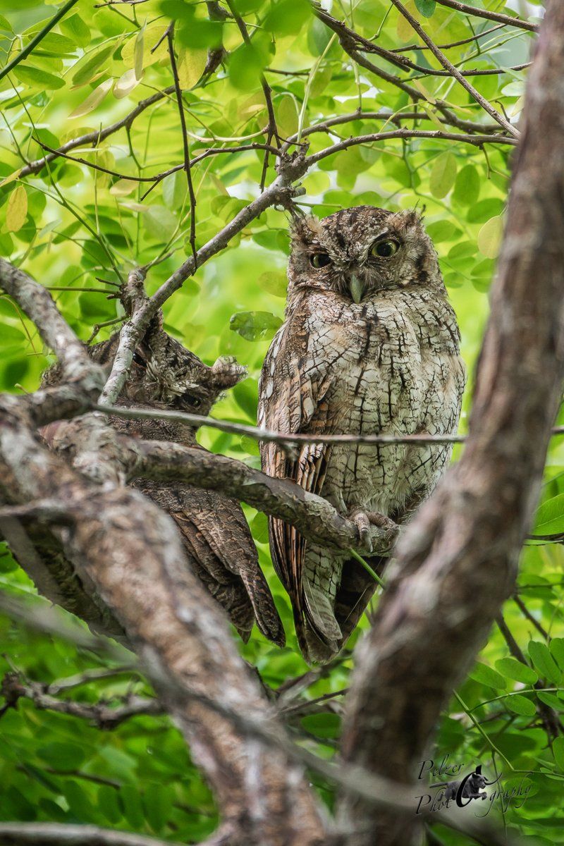 Choliba-Kreischeule (Megascops choliba)