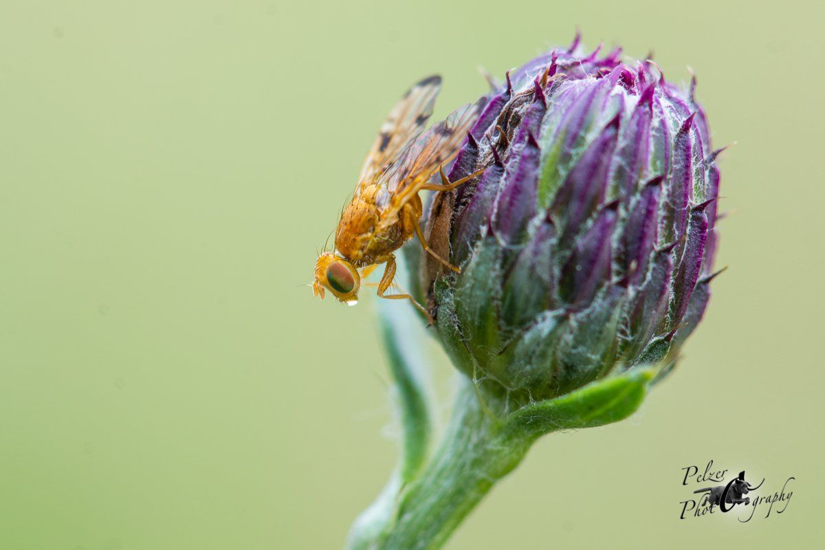 Distelbohrfliege (Xyphosia miliaria)