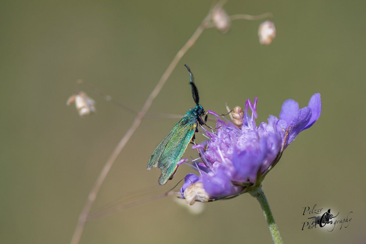 Flockenblumen-Grünwidderchen (Atscita globulariae)