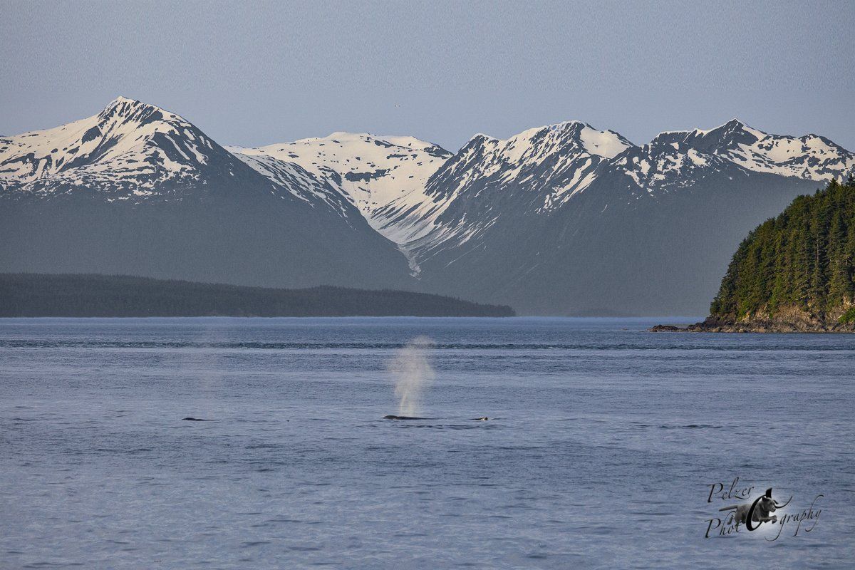 Glacier Bay