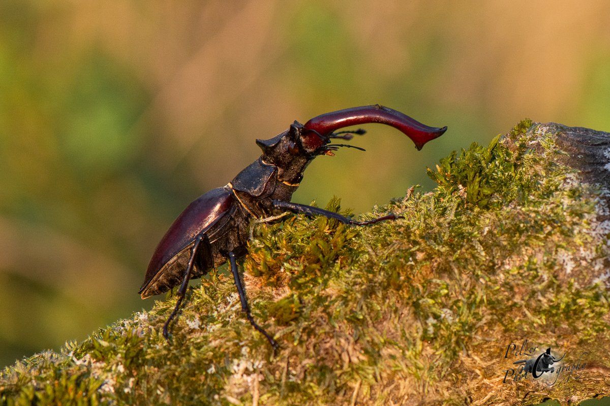 Hirschkäfer (Lucanus cervus)