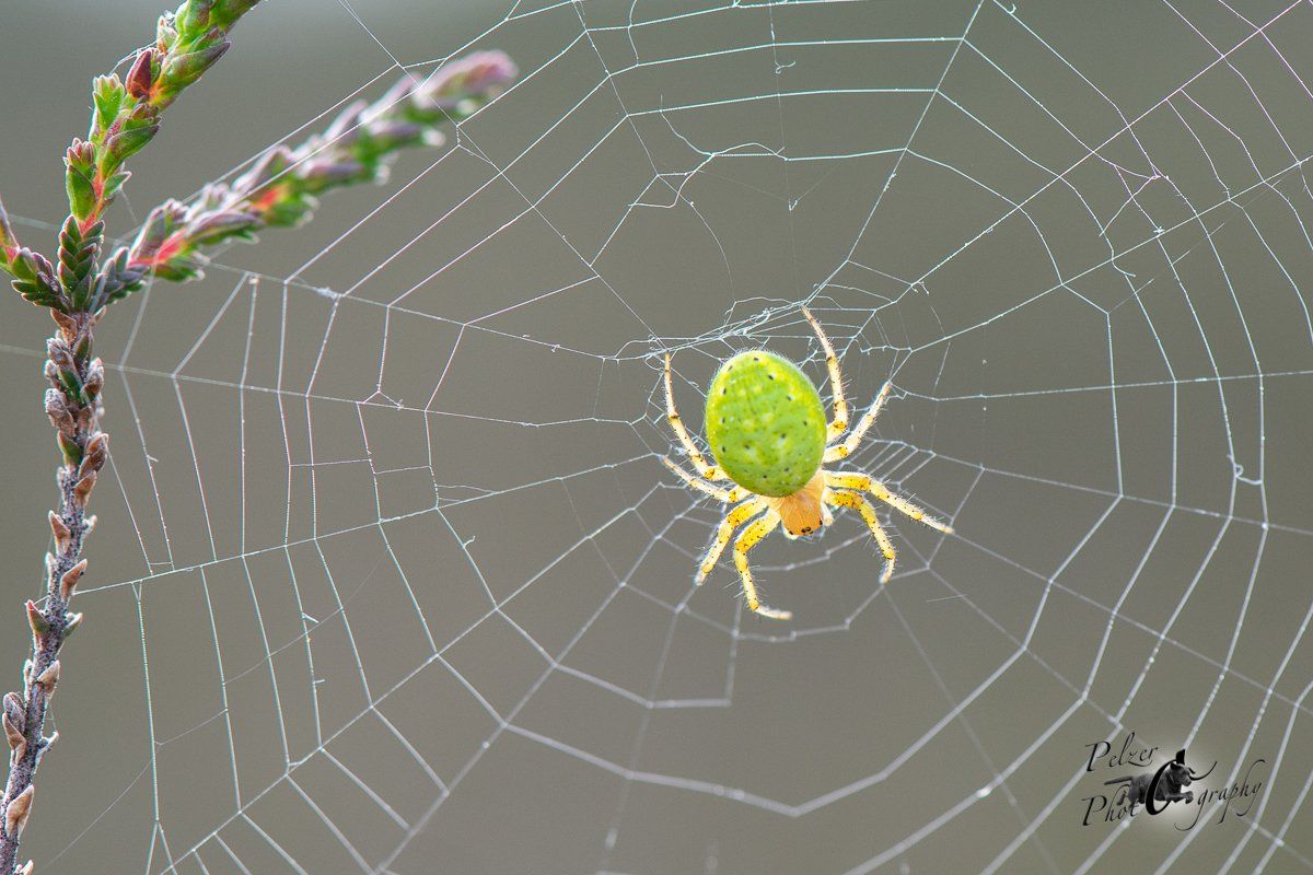 Kürbisspinne (Araniella cucurbitina)