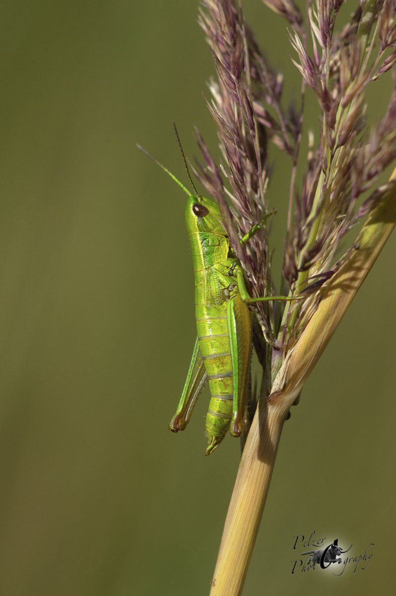 Kleine Goldschrecke (Euthystira brachyptera)