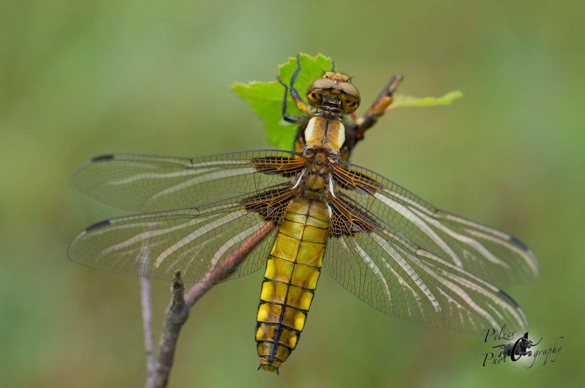 Plattbauch (Libellula depressa)