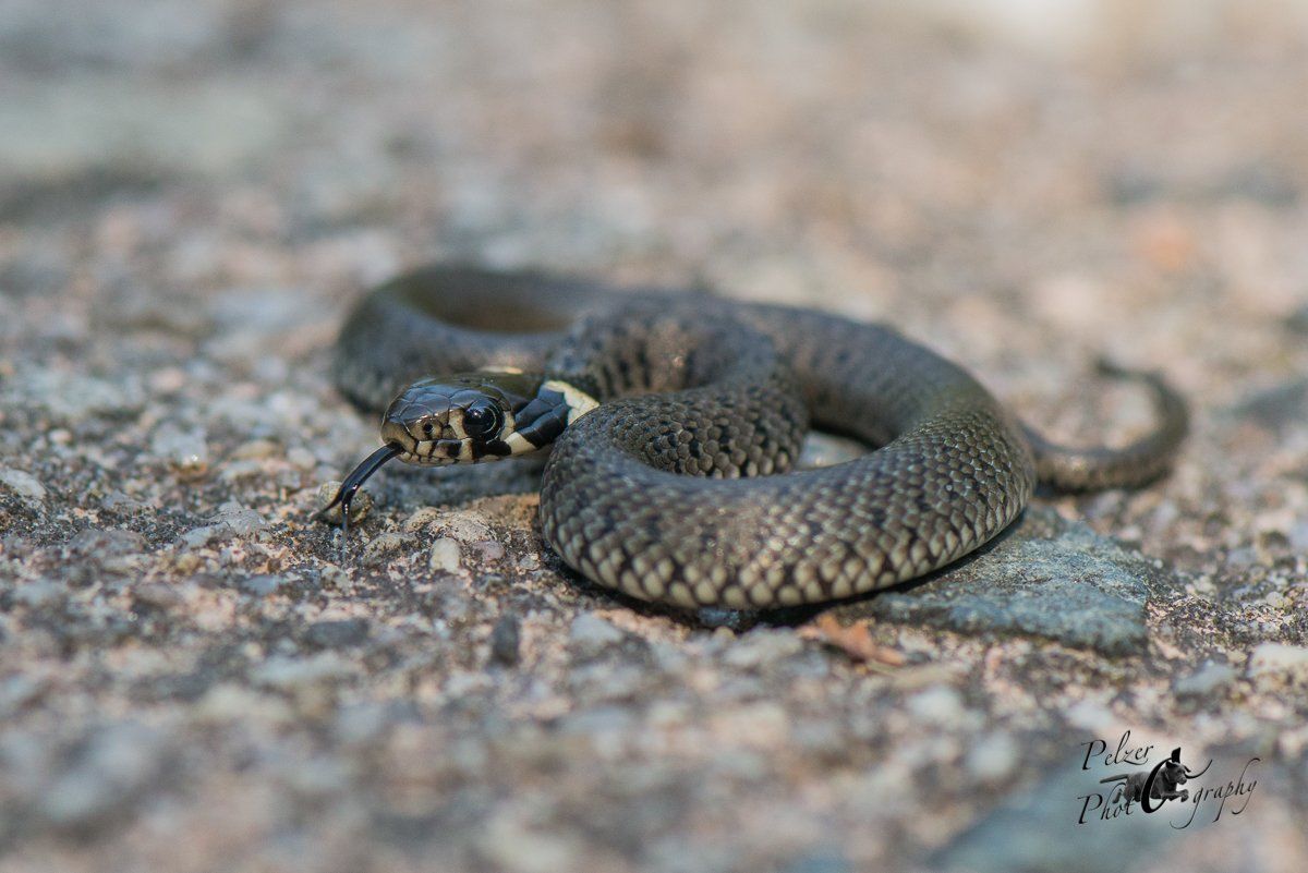 Ringelnatter (Natrix natrix)
