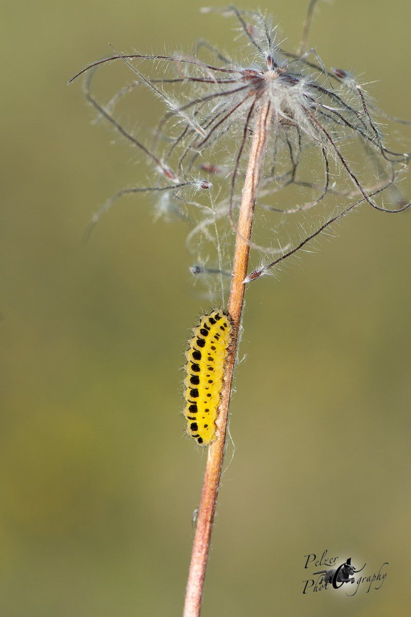 Sechsfleck Widderchen (Zygaena filipendulae)